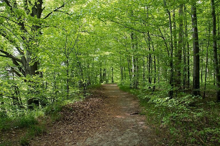 En skogsstig i en lövskog i vårljus.
